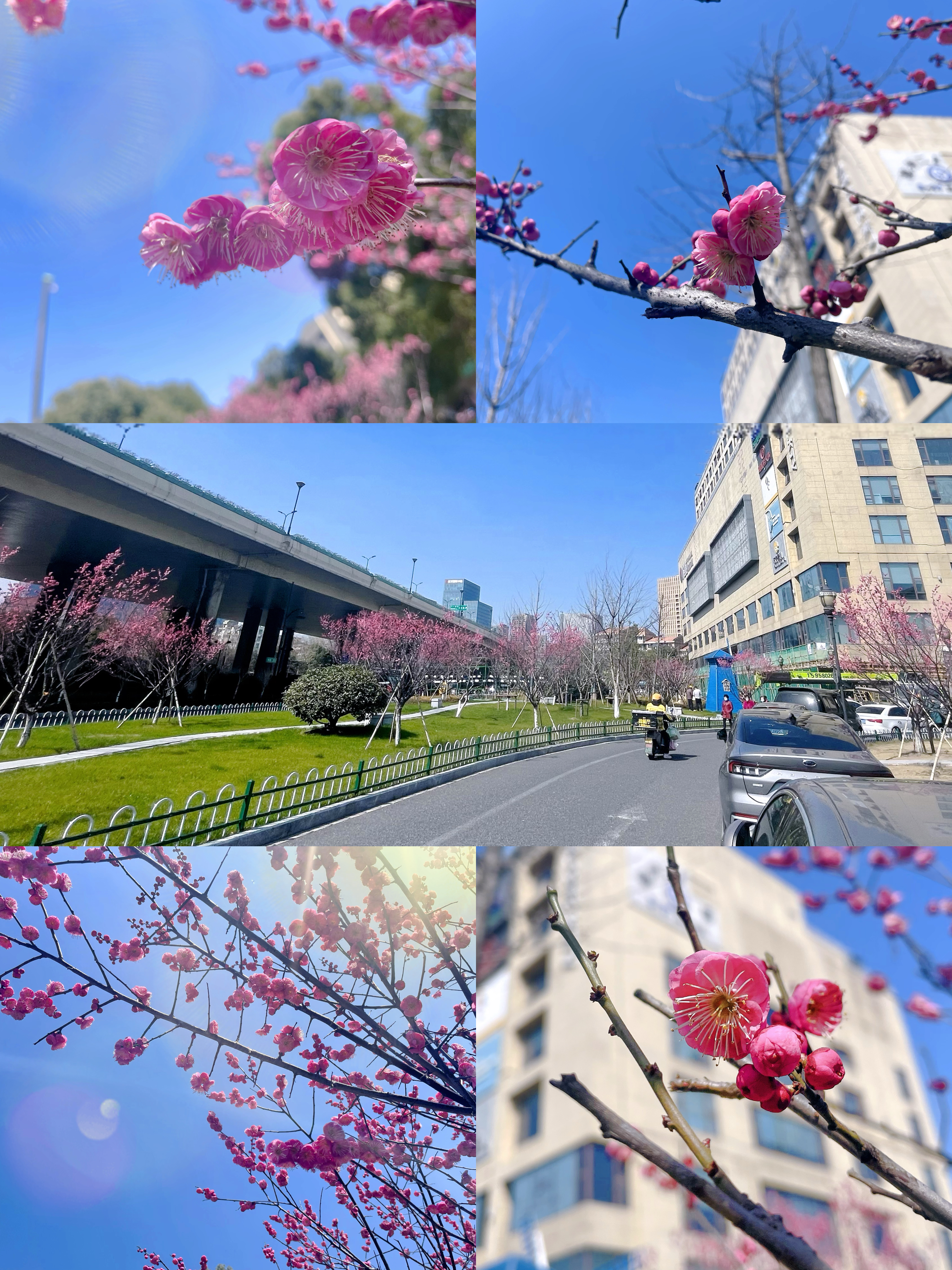 梅花香自苦寒來，向陽開放活力滿