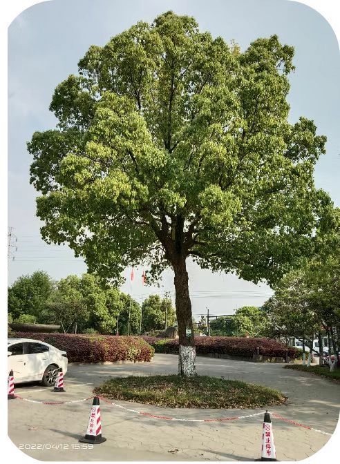 補充營養(yǎng)，香樟樹“打點滴”