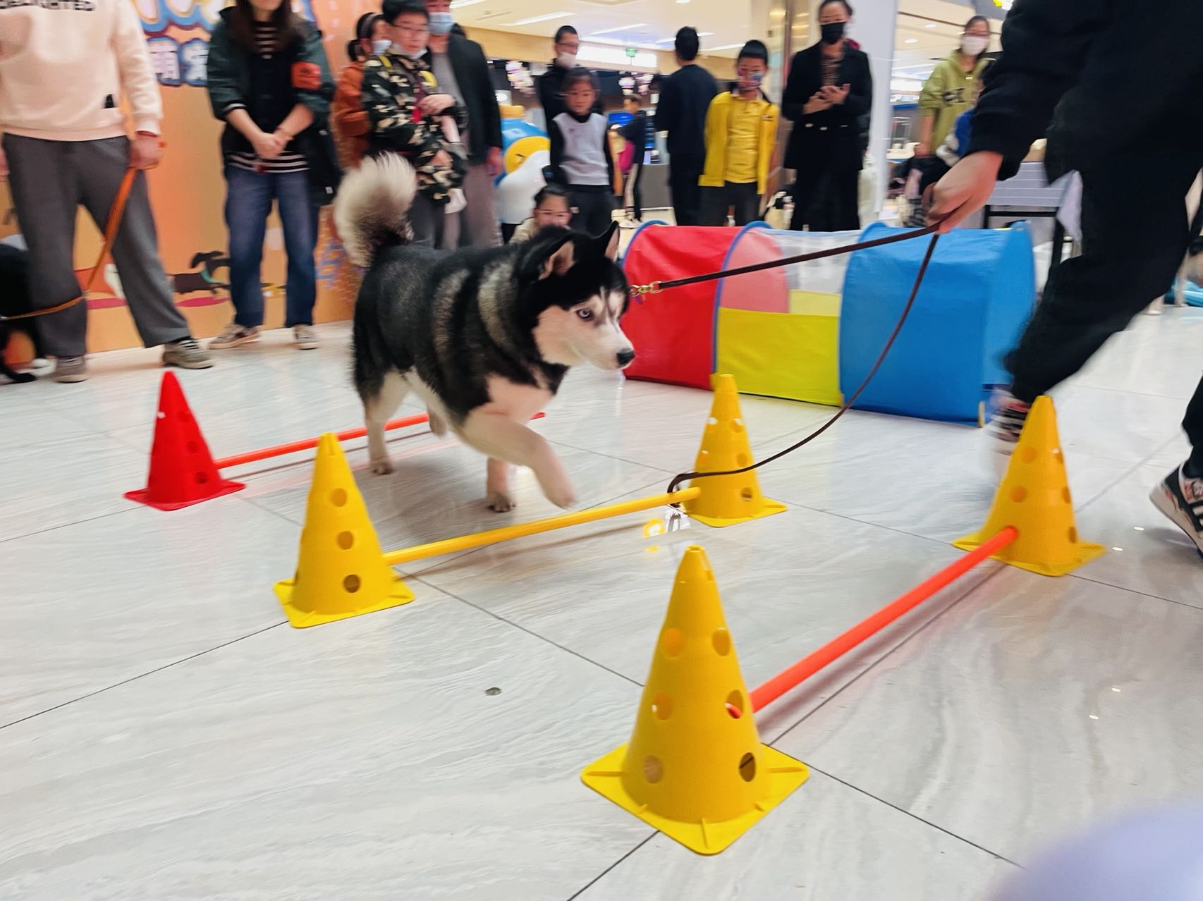 水晶城寵物運(yùn)動會圓滿結(jié)束