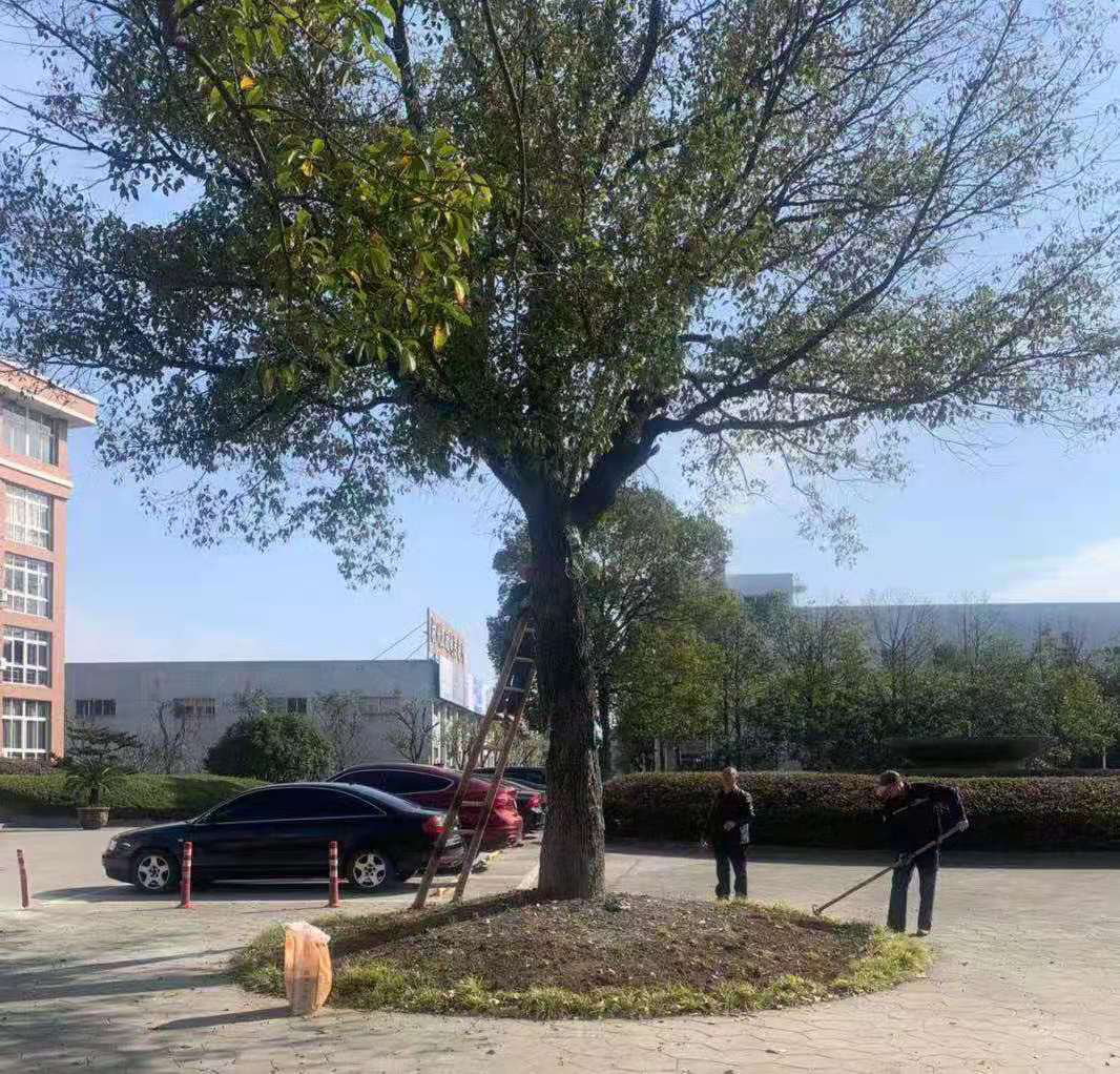 科學(xué)養(yǎng)護(hù)、美化環(huán)境