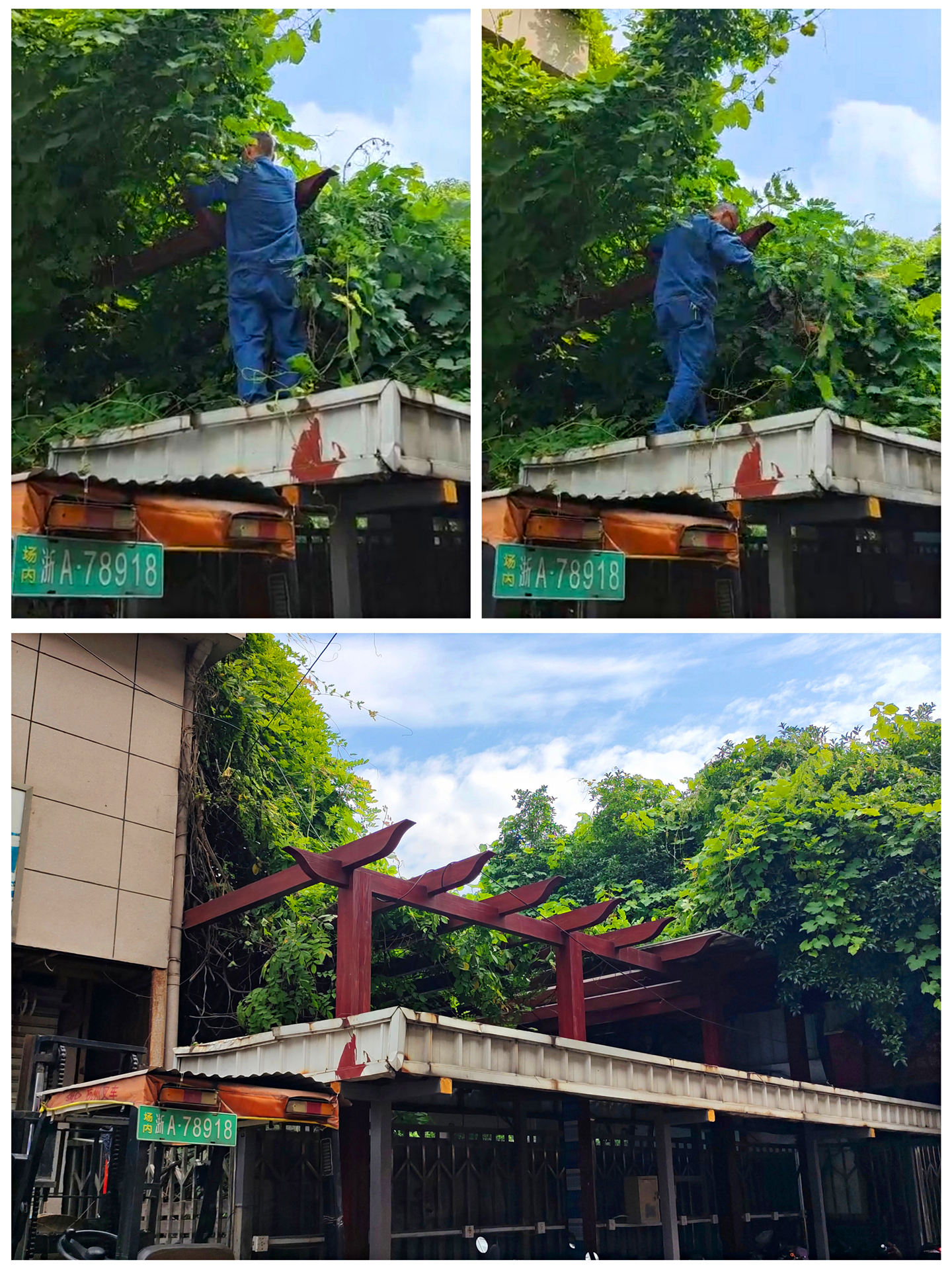 樹枝修剪.jpg 樹枝修剪.jpg